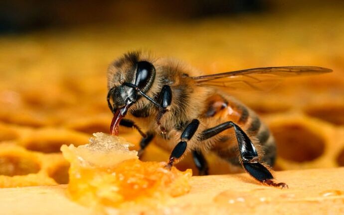 terapia delle api per l'osteocondrosi
